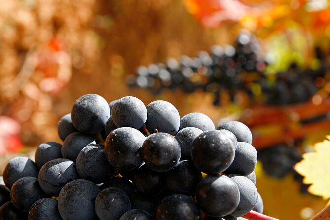 Rioja wine region with visit to winery & Vitoria-Gasteiz - Practical advice before you go