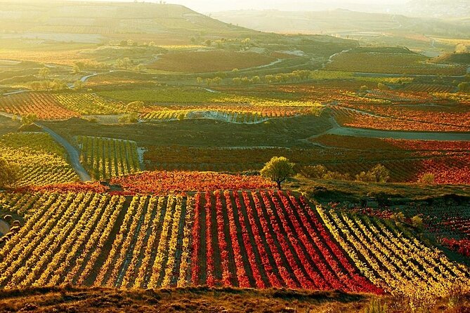 Rioja wine region with visit to winery & Vitoria-Gasteiz - Beneath the village, a traditional Rioja cellar