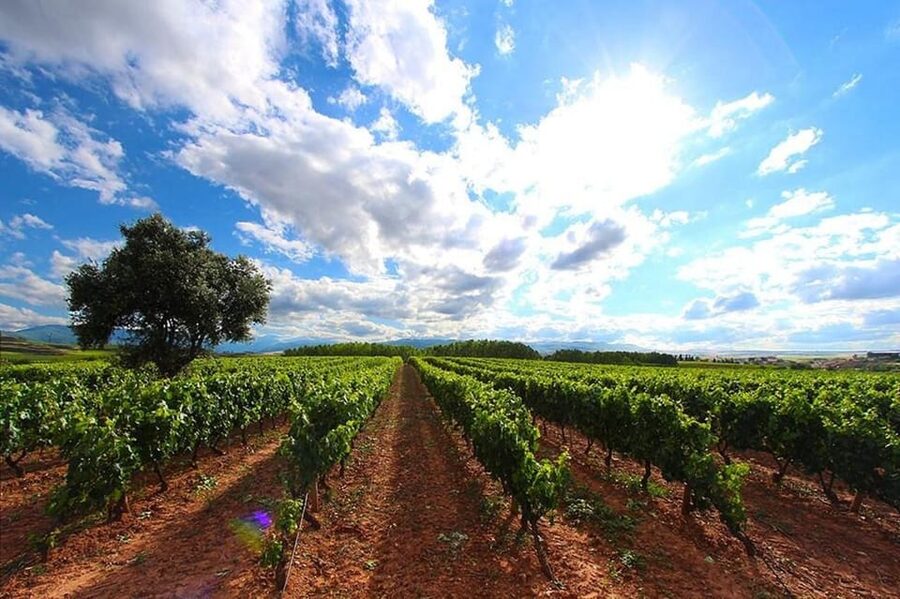 Rioja: Wine tasting and sampling at the Martínez Alesanco family winery - Four wines and a local Riojan bite