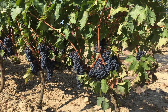 Rioja Wine Tour: 2 Wineries From Bilbao - What makes Laguardia worth the stop