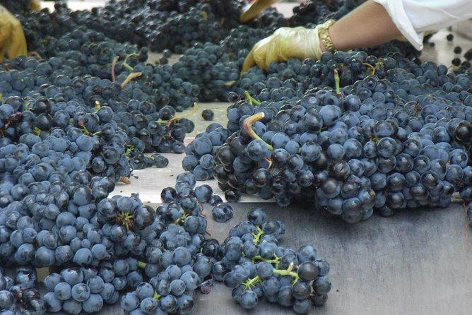 Rioja Wine Tour: 2 Wineries From Bilbao - Who should book this Rioja day trip?