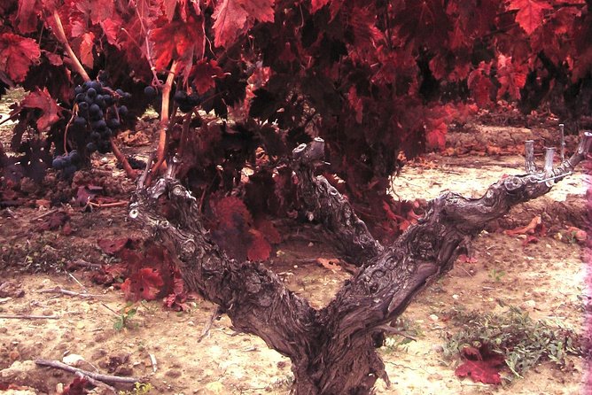 Rioja Wine Tour: 2 Wineries From Bilbao - Booking, cancellation, and timing tips