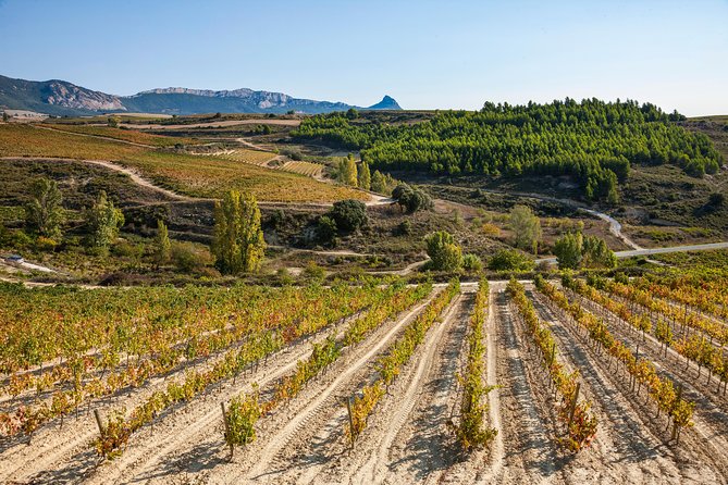 Rioja Wine Tour: 2 Wineries Visit with Tasting from San Sebastian - Key points to know before booking