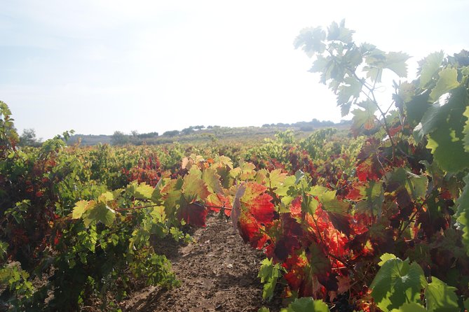 Rioja Wine Tour: 2 Wineries Visit with Tasting from San Sebastian - The guide can make or break the day