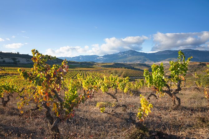 Rioja Wine Tour: 2 Wineries Visit with Tasting from San Sebastian - Group size, comfort, and practical details