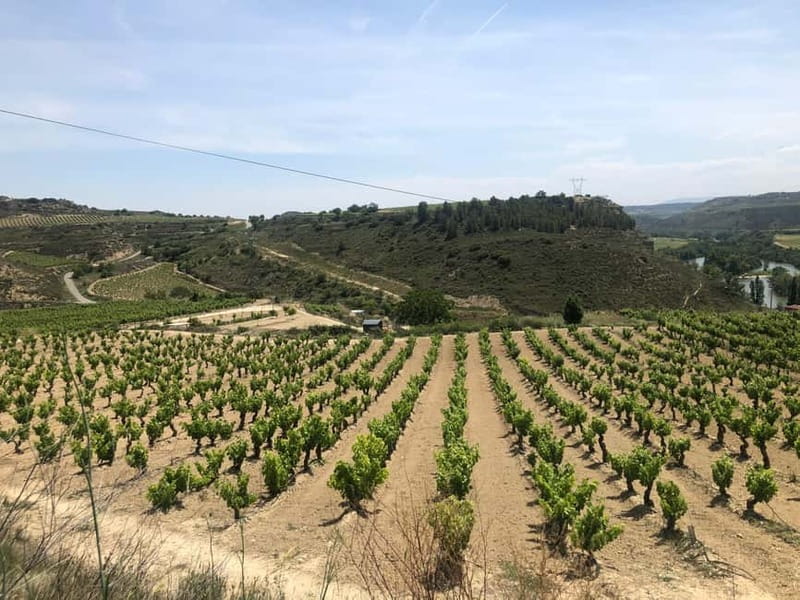 Rioja Wine Tour: 3 Wineries & Pintxos Lunch - Who will enjoy this Rioja day most