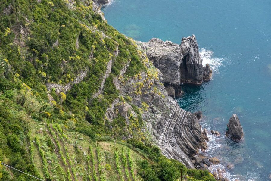 Riomaggiore: Vineyard & Wine Cellar Tour with Wine Tasting - Practical details that improve the outing