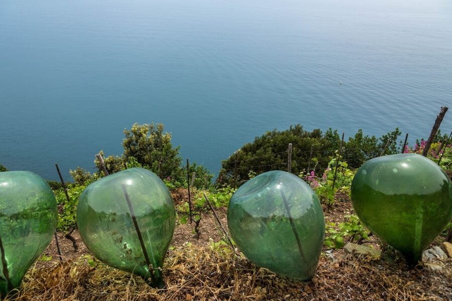 Riomaggiore: Vineyard & Wine Cellar Tour with Wine Tasting - Should you book it?