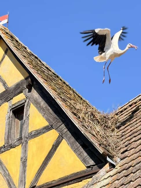 Riquewihr: the pearl of the vineyards with a local guide and tastings - Stone, timber, and the symbols in between