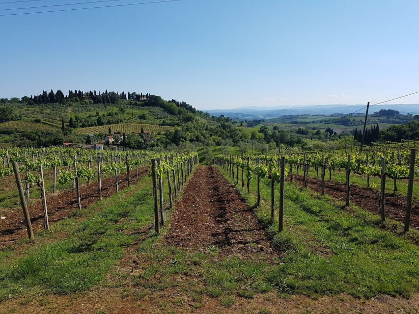 Rome: Private Tour to San Gimignano, Siena & Winery Visit - Who should book this experience?