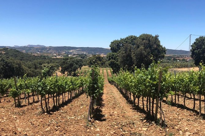 Ronda Day Tour and Winery Visits from Marbella - From Marbella to Ronda through the Sierra de las Nieves
