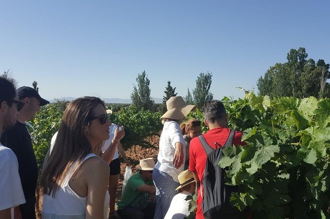 Ronda Day Tour and Winery Visits from Marbella - Two hours to see Ronda before the wine begins