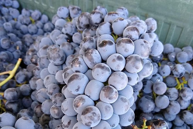 Ronda Day Tour and Winery Visits from Marbella - Who will enjoy this Ronda wine day most