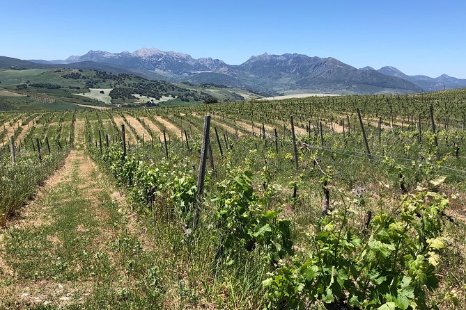 Ronda Day Tour and Winery Visits from Marbella - Should you book this tour?