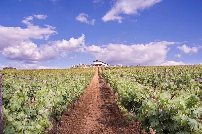 Ronda: Winery Tour with Wine Tasting and Tapas - Walking Through the Vines