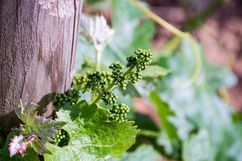 Ronda: Winery Tour with Wine Tasting and Tapas - What the Two-Hour Format Gives You