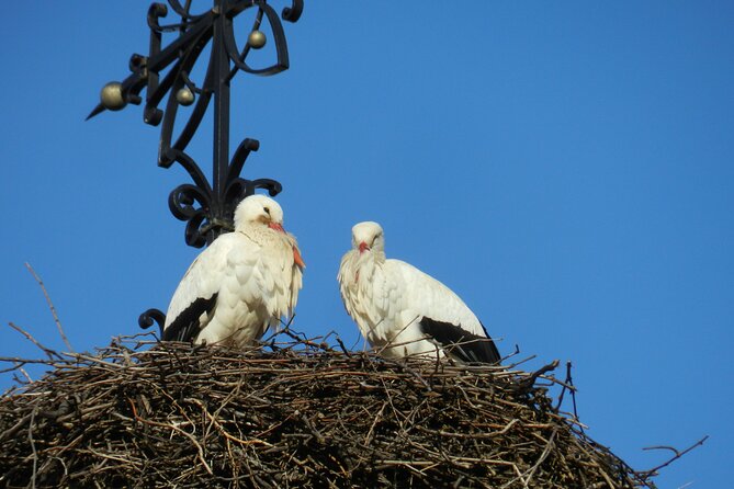 Safari-Tour Villages and vineyard, 1/2 day afternoon - One hour on the Alsace Wine Route