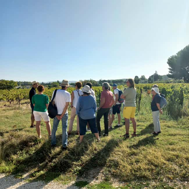 Saint-Didier: visit a vineyard & taste organic wines - Booking, timing, and small practical points