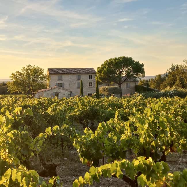 Saint-Didier: visit a vineyard & taste organic wines - Walking the vines with Stéphane or Paul