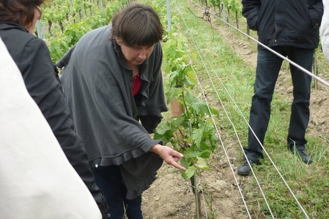 Saint-Émilion: 2 hours - Visit of the vineyard, the cellar and tasting - Florent’s style and the English visit