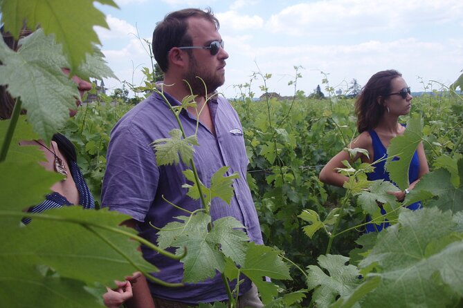 Saint-Émilion: 2 hours - Visit of the vineyard, the cellar and tasting - Walking through the vineyard plots