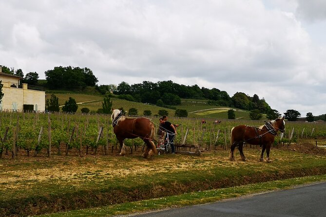Saint Emilion Half-Day Trip with Wine Tasting & Winery Visit from Bordeaux - Inside the grand cru château