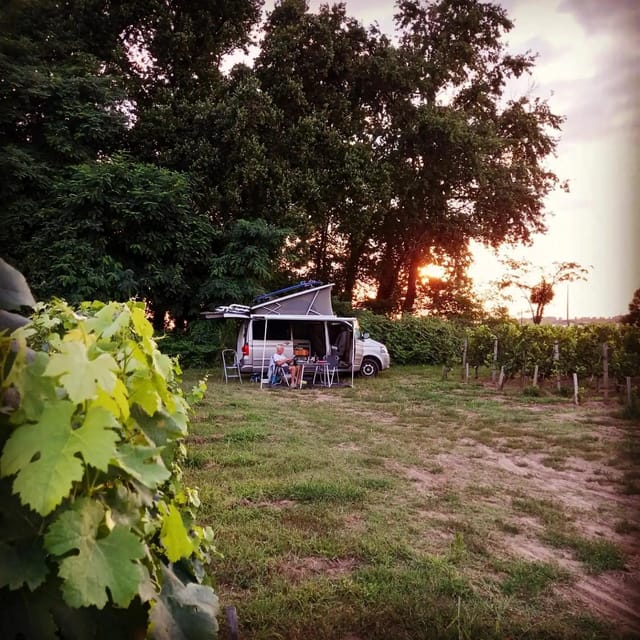 Saint-Emilion : Tasting of 4 wines in a family vineyard - The difference between this tasting and a winery tour