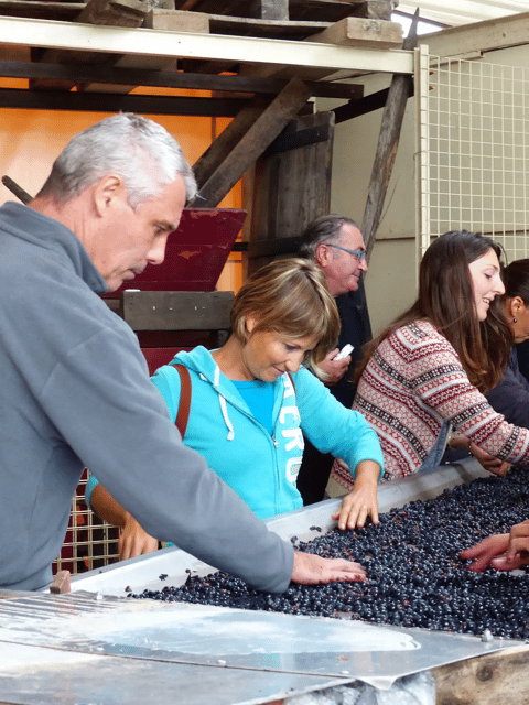 Saint-Emilion : Tasting of 4 wines in a family vineyard - Who will enjoy this tasting most