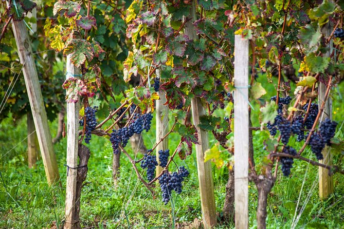Saint-Émilion Wine Tour: Winery and Village - Walking through Saint-Émilion