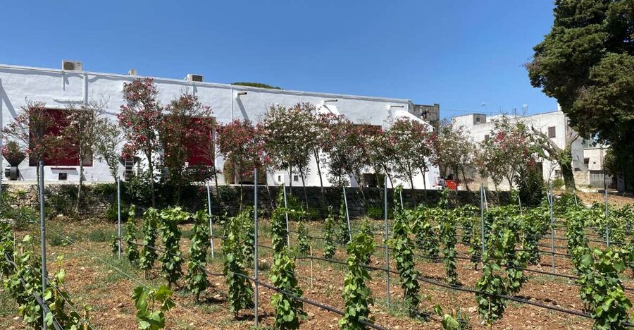 Salento Wine Tradition: Historic Cellar Visit & Tasting - Should you book the Salento cellar visit?