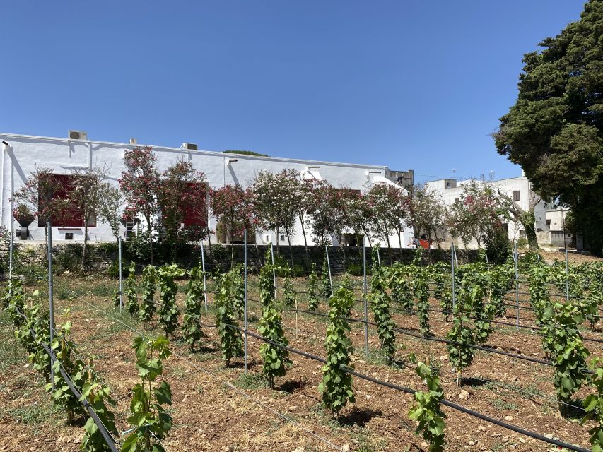 Salento Wine Tradition: Historic Cellar Visit & Tasting - Walking through the old cellar and oak barrels