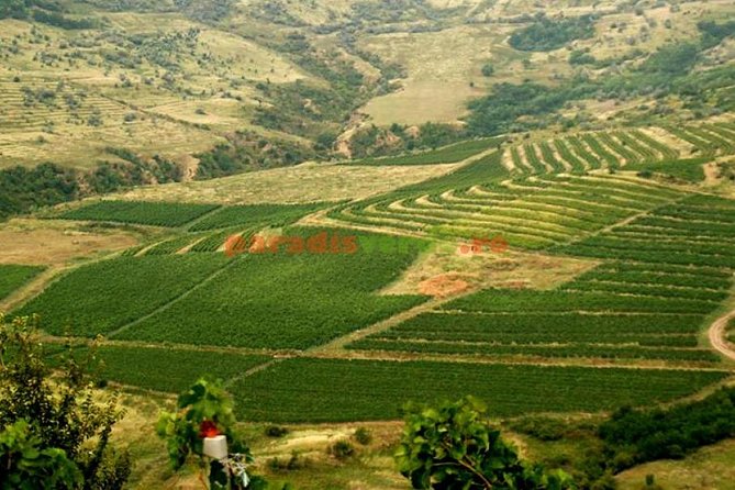 Salt Mine , Lunch at Winery & Dracula Grave - Private Tour - Lunch and wine at Casa Seciu