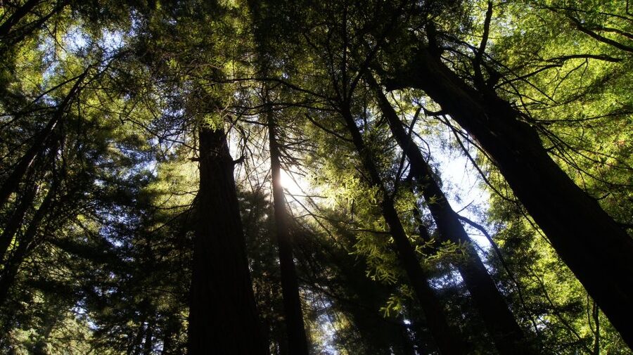 San Francisco: Guided Coastal Redwoods & Wine Country Tour - Key points at a glance