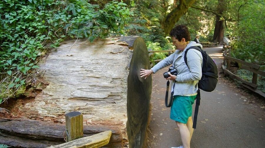 San Francisco: Guided Coastal Redwoods & Wine Country Tour - Korbel: the day’s most polished tasting