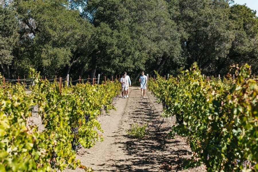 San Francisco: Half-Day Wine Country Excursion with Tastings - Afternoon timing and the missing lunch stop