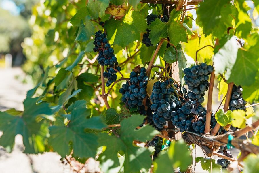 San Francisco: Half-Day Wine Country Excursion with Tastings - The long ride north and what it means for your day