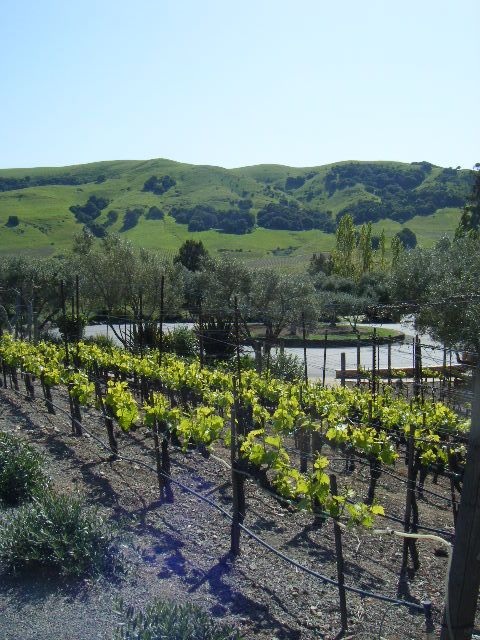 San Francisco: Half-Day Wine Country Tour with Wine Tastings - Should you book it?