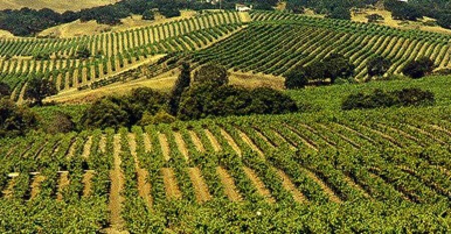 San Francisco: Half-Day Wine Country Tour with Wine Tastings - Crossing the Golden Gate Bridge
