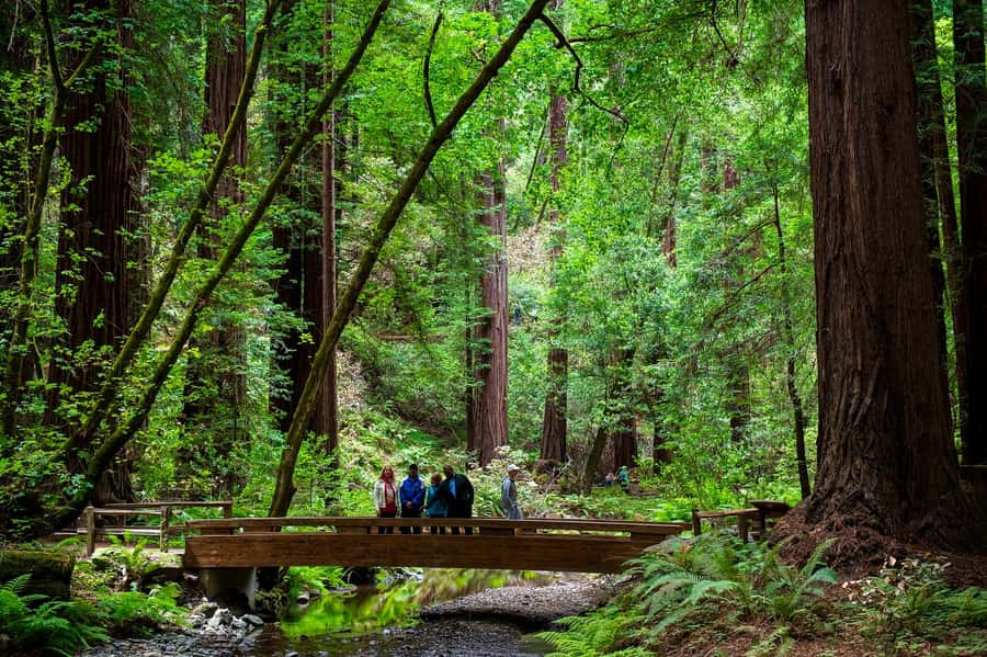 San Francisco: Redwood & Wine Country Tour with Lunch & Wine - Why the redwoods make a strong first stop