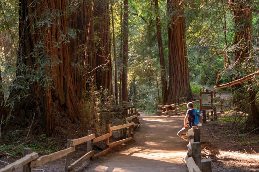 San Francisco: Redwood & Wine Country Tour with Lunch & Wine - The drive north through California wine country