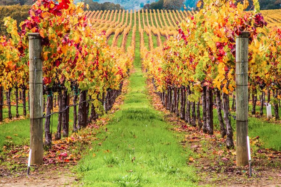 San Francisco: Sonoma Wine Country Tour with Tastings - Is $189 a fair price?