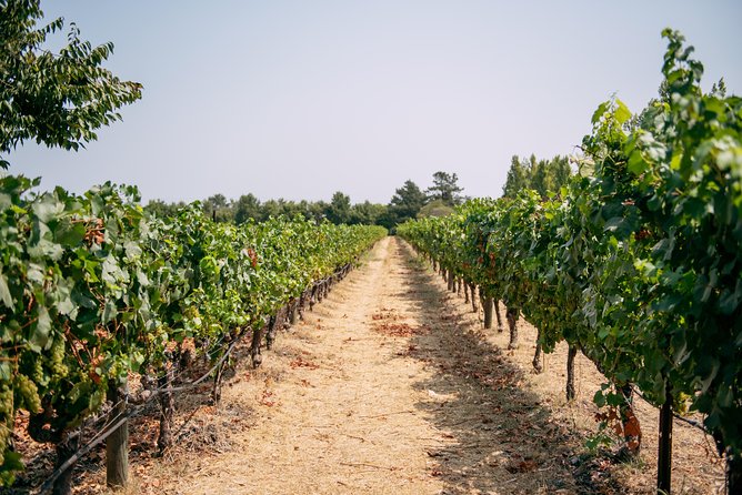 San Francisco Super Saver: Muir Woods & Wine Country w/ optional Gourmet Lunch - Sonoma Plaza, lunch, and a choice to upgrade