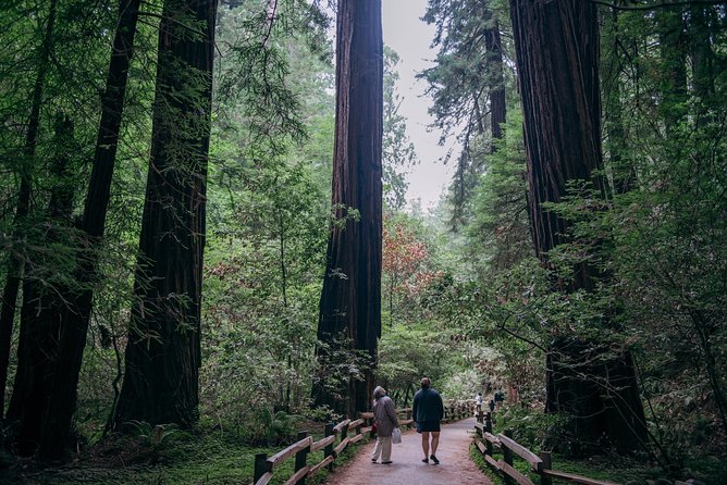 San Francisco Super Saver: Muir Woods & Wine Country w/ optional Gourmet Lunch - The return across the Golden Gate