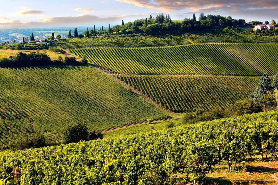 San Gimignano and a Winery with Light Lunch from Pisa - Key points to know before booking