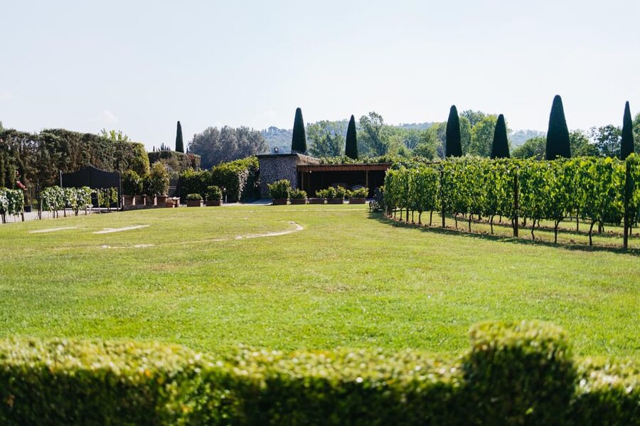San Gimignano: Tuscan Vineyard Lunch with Wine Tasting - The wine tasting and olive oil lesson