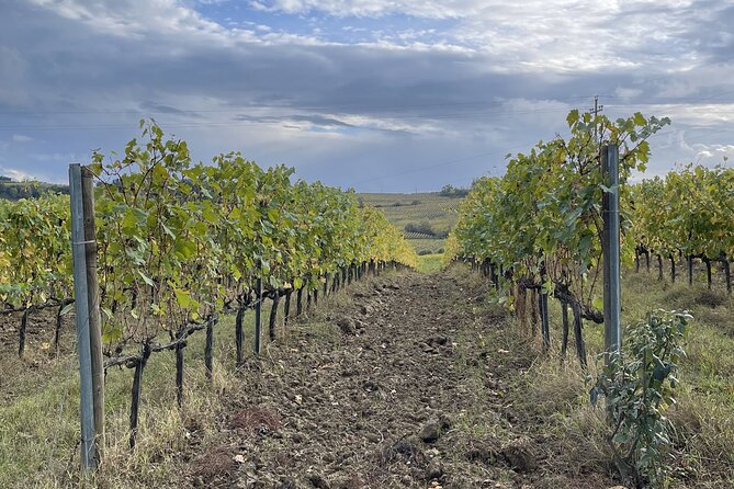 San Gimignano: Vineyard and Cellar Tour with Wine Tasting - Inside the cellar: vinification and aging