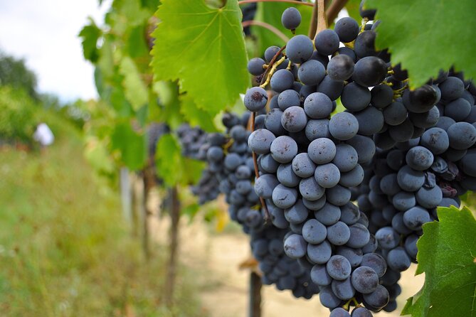 San Gimignano: Vineyard and Cellar Tour with Wine Tasting - Is $53 a fair price?