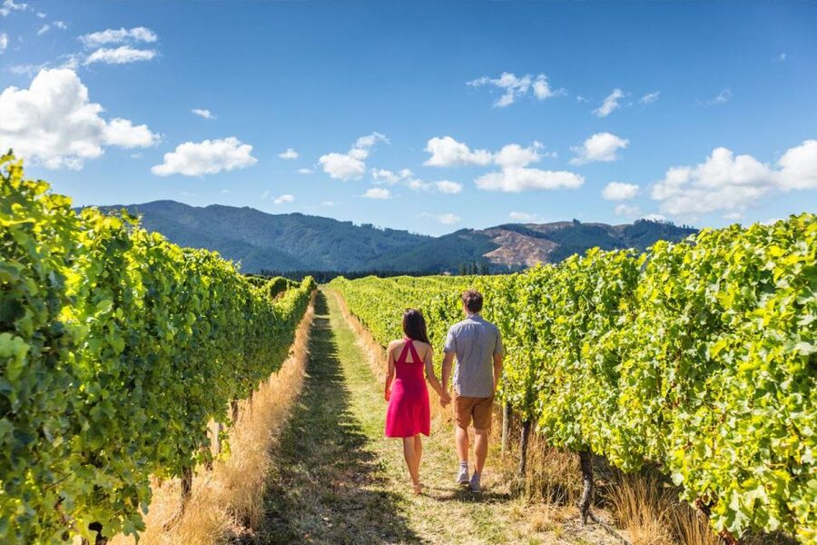 San Gimignano: Vineyard Walk with Wine Tasting in winery - What the 1.5-hour schedule feels like