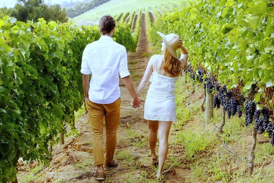 San Gimignano: Vineyard Walk with Wine Tasting in winery - From the family estate to the winery