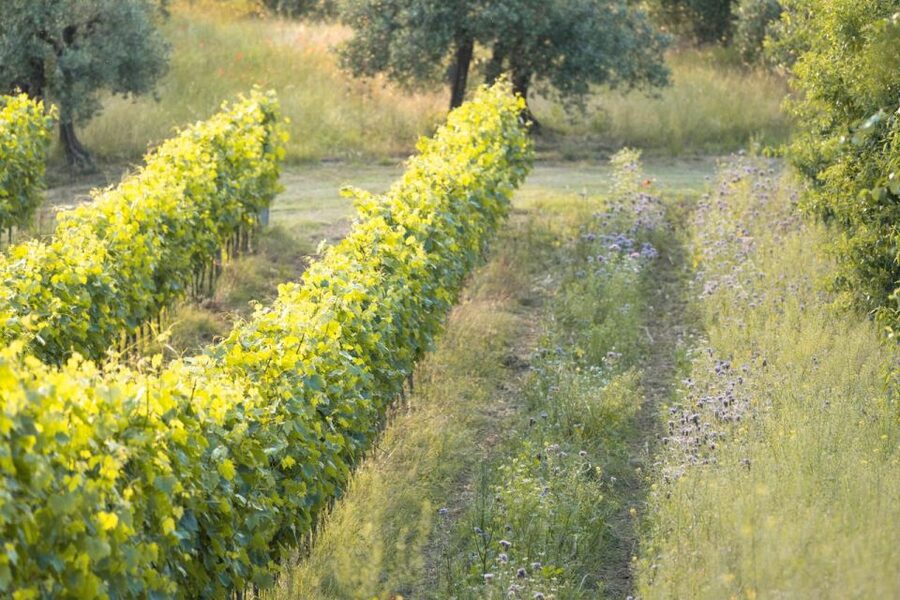 San Gimignano: Wine and Food Tasting in a Family Winery - What the $106 price includes